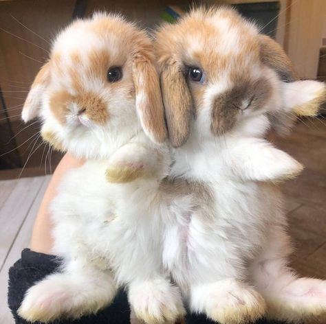 Pet Bunny Rabbits, Cute Bunny Pictures, Söt Katt, Baby Animals Pictures, Pet Bunny, Bunny Pictures, Animal Illustrations