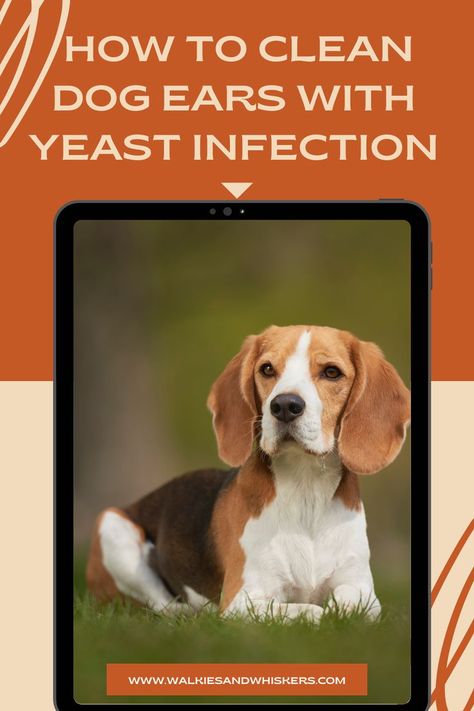 How To Clean Dog Ears With Yeast Infection | Walkies and Whiskers Yeast In Dogs Ears, Yeast In Dogs, Cleaning Dogs Ears, Dogs Ears, Dogs Ears Infection, Dog Shaking, Ear Drops, Dog Health Tips, Dog Ears