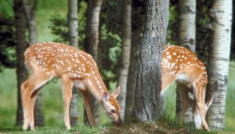 What Kind of Bushes Can I Plant That Deer Like to Eat?. Graceful, gentle herbivores, deer browse on leaves and twigs of bushes, trees and perennials, and graze on grasses and annual plants. During drought or times of food scarcity, hungry deer will eat almost any kind of plant. Deer are more selective feeders when ... Animal Proof Garden, Food Scarcity, Deer Eating, Food Plots For Deer, Deer Deterent, Deer Garden, Grass Drawing, Decorative Garden Fencing, Plant Tags