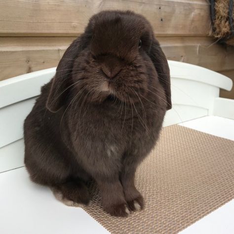 Mini Lop Bunnies, Bunny Beds, Rabbit Colors, Brown Bunny, Mini Lop, Cute Buns, Cute Bunny Pictures, Black Bunny