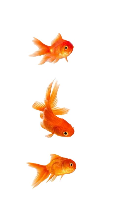 #wallpaper #aesthetic #cool #funky #lol Fish Wallpaper Iphone, Diy Kandi Bracelets, Diy Kandi, Visual Communication Design, Aesthetic Cool, Fish Wallpaper, Orange Aesthetic, Orange Wallpaper, Communication Design