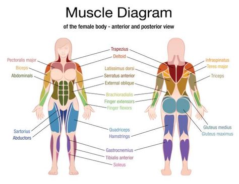 Body Muscles Names, Muscle Names, Human Body Muscles, 5 Day Workout Routine, Human Body Diagram, Arm Day Workout, Muscle Diagram, 5 Day Workouts, Body Diagram