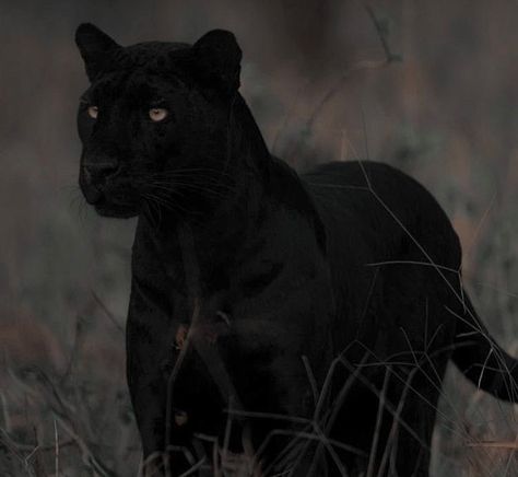 Animal Shapeshifter Aesthetic, Dark Animal Aesthetic, Wild Cat Aesthetic, Panthers Aesthetic, Pantera Aesthetic, Panther Aesthetic, Black Cat Aesthetic, Black Jaguar, Black Animals