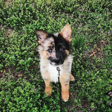 23 Natural Crossbreeds That Made Us Marvel at Their Charm Pedigree Dog, Super Cute Puppies, Baby Animals Pictures, Cute Dogs And Puppies, Shepherd Puppies, Cute Animal Photos, Cute Animal Pictures, A Puppy