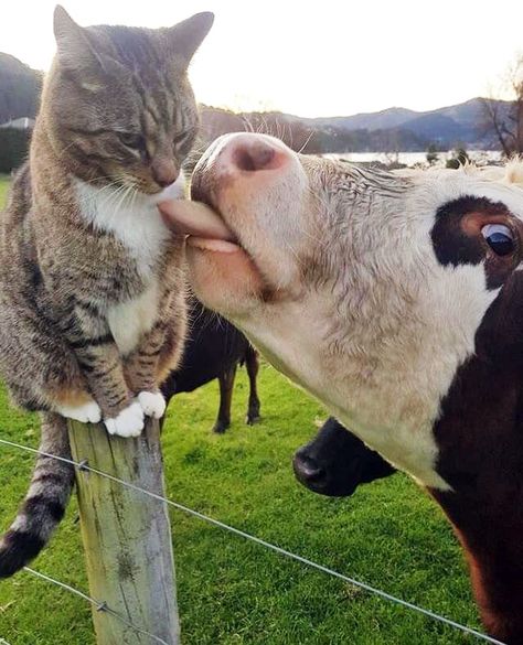 Cows Licking Everyone