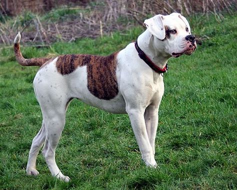 Mac - Standard American Bulldog American Bulldog Scott, American Bulldog Puppies, Bully Dogs, American Bulldogs, American Bull, Pet Corner, Dog Pics, Dalmatian Puppy, Bull Dogs