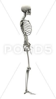 Male Human Skeleton - side view Stock Photos #AD ,#Skeleton#Human#Male#side Muscle Skeleton, Skeleton Human, Human Skeleton, Business Card Inspiration, Human Male, Professional Business Cards, Side View, Card Inspiration, Graphic Illustration