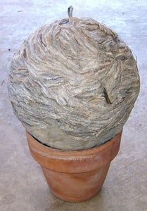 Wasp Trap Diy, Natural Bug Killer, Fake Wasp Nest, Homemade Bug Repellent, Wasp Repellent, Wasp Traps, Hornets Nest, Wasp Nest, Bug Killer