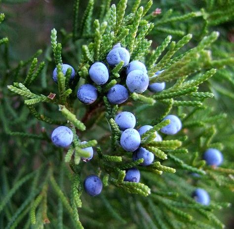 Juniper Berries: Juniper is a masculine herb, under the element of Fire, and the influence of Jupiter. It is considered to be a protective herb, and specifically guards against theft. Wearing a sprig of Juniper is believed to protect the wearer from accidents and wild animal attacks. Hung at your door, it's said to protect you and your home from evil forces, evil people, ghosts and sickness. Indigenous Drawing, Woodland Wardens, Juniper Flower, Native Texas Plants, Juniper Shrub, Magical Correspondences, Winter Elf, Coniferous Trees, Texas Plants