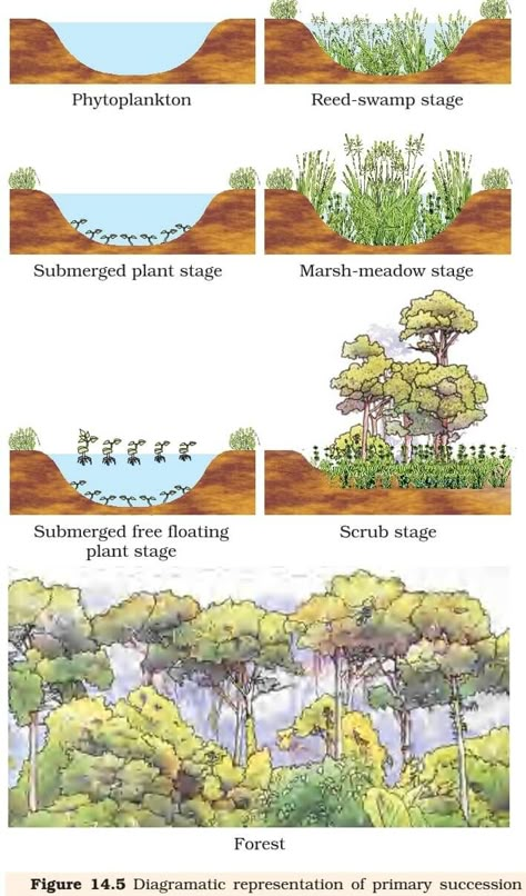 Primary Succession, Secondary Succession, Ecological Succession, Ecology Design, Natural Swimming Pools, Earthship, Green City, Water Systems, Ecosystem