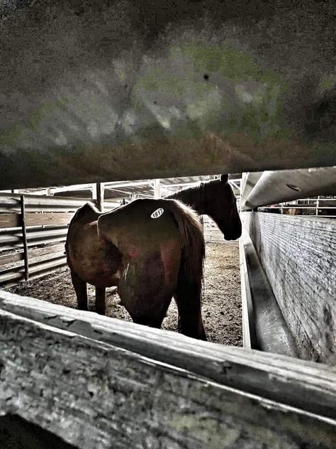 Horse rescue Breaking Horses, Rescue Aesthetic, Horse Vet Aesthetic, Horses Running Aesthetic, Horse Rescue Facility, Rescue Horse, Horse Rescue, Humane Society, Horses