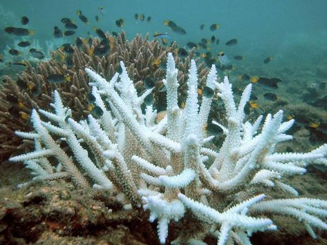 Bleached Acropora coral (foreground) and normal coral (background), Keppel Islands, Great Barrier Reef, (Credit: Acropora/CC BY 3.0.) Acropora Coral, Ocean Acidification, Coral Bleaching, Ocean Floor, On The Ocean, Reef Aquarium, Ocean Conservation, Marine Biology, White Coral