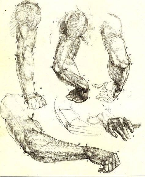 Drawing Of Hands, Arm Anatomy, Male Figure Drawing, Human Anatomy Drawing, Body Sketches, Human Figure Drawing, Human Anatomy Art, Anatomy Sketches, Anatomy Poses