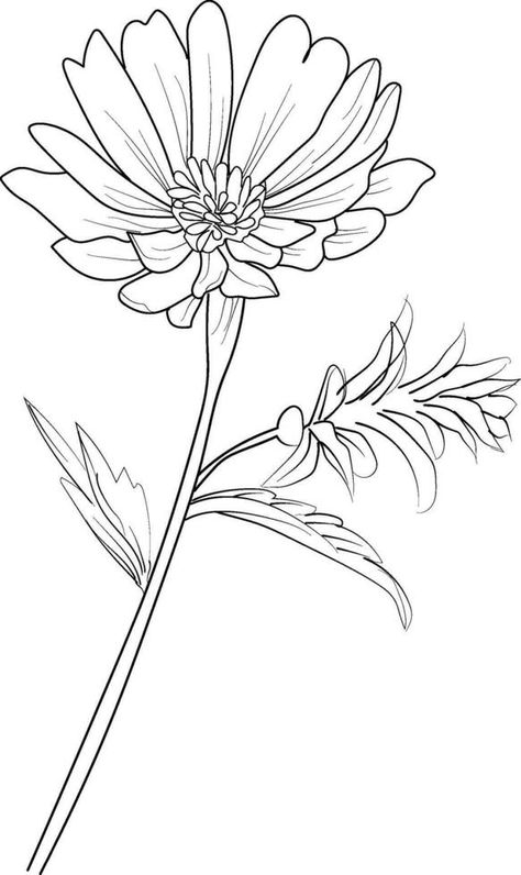 Aster Flower Tattoo Minimalist, Aster Flower Tattoo Design, Aster Flower Tattoo September, Aster Illustration, Aster Flower Drawing, Aster Drawing, September Flower Tattoo, Flower Drawing Tattoo, Flower Tattoo Black