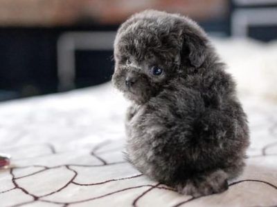 Teacup Poodle Full Grown, Micro Puppies, Teacup Puppy Breeds, Micro Teacup Poodle, Micro Poodle, Miniature English Bulldog, Teacup Poodles For Sale, Toy Poodles For Sale, Tiny Toy Poodle