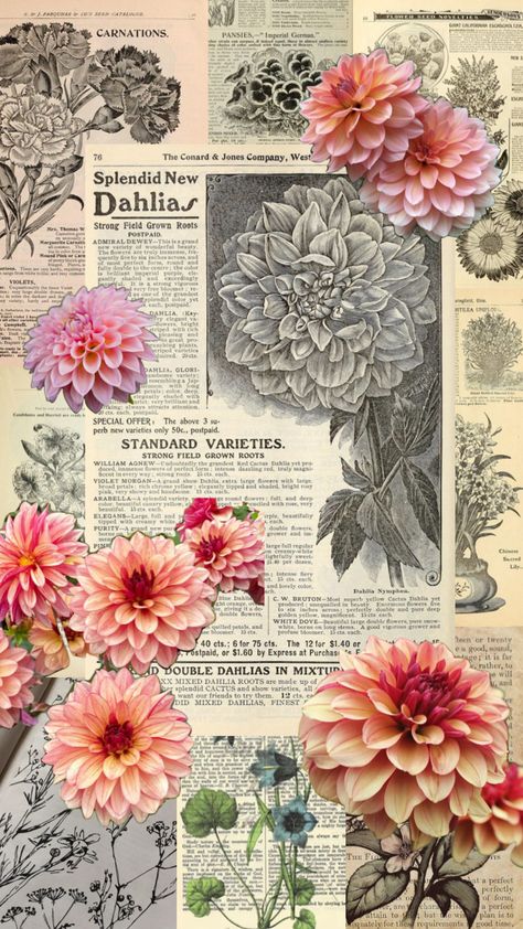 #vintage #dahlia #flowers Dahlia Core Aesthetic, Dahlia Flower Aesthetic Wallpaper, Dalia Flower Wallpaper, Dahlia Wallpaper Iphone, Dahlia Flower Aesthetic, Dahlia Flower Wallpaper, Dahlia Aesthetic, Dahlias Wallpaper, Dahlia Wallpaper