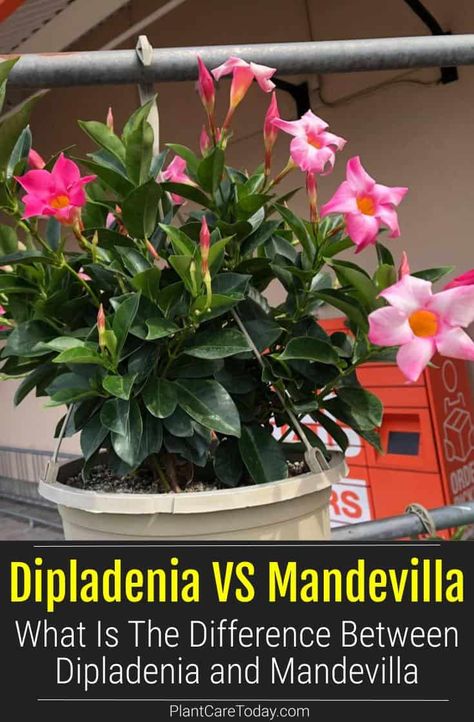 Dipladenia Vs Mandevilla: What Is The Difference Between The Two Dipladenia Container Ideas, Mandevilla Ideas, Mandevilla Container Ideas, Mandavilla Flower Pots, Mandavilla Potting Ideas, Dipladenia Plants Care, Dipledania Plant, Mandevilla Vine Ideas Trellis, Mandevilla Vine Ideas Pots