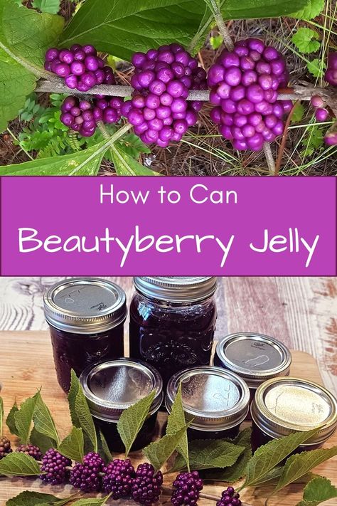 Beautyberry Jelly Recipe, American Beauty Berry Jelly, Beauty Berry Recipe, Beauty Berry Jelly Recipe, Beauty Berry Jelly, Beautyberry Recipes, Beautyberry Jelly, Beautyberry Bush, American Beautyberry