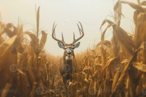 Deer standing in corn field in summertime nature. Corn Field, Deer Stand, Corn, Deer, Quick Saves, Nature