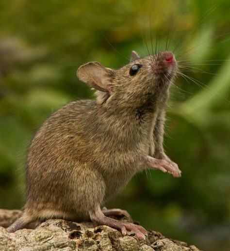 Mice Reference Photo, Mouse Reference Photo, Mouse Looking Up, Animal Art Reference Photography, Mice Photography, Rats Reference, Mice Reference, Pictures Of Mice, Mouse Anatomy