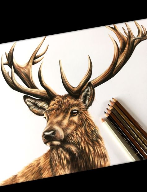 A3 coloured pencil drawing For sale £175 Prints and cards also available Monarch Of The Glen, Scottish Wildlife, Hunting Lodge Decor, Color Pencil Sketch, Colored Pencil Artwork, Hunting Lodge, Lodge Decor, Colored Pencil Drawing, Coloured Pencils