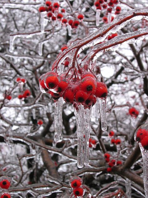 So beautiful! #winter #spring #weather #Canada Frozen Rain, Photography Inspiration Nature, Freezing Rain, Crab Apple, Winter Magic, Winter Beauty, Spring Aesthetic, Winter Pictures, Winter Wonder