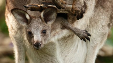 What's it like inside a kangaroo pouch? | Live Science Jervis Bay Australia, Eastern Grey Kangaroo, Grey Kangaroo, Kangaroo Joey, Jervis Bay, Mom Body, Australia Wall Art, New South Wales Australia, Tasmanian Devil