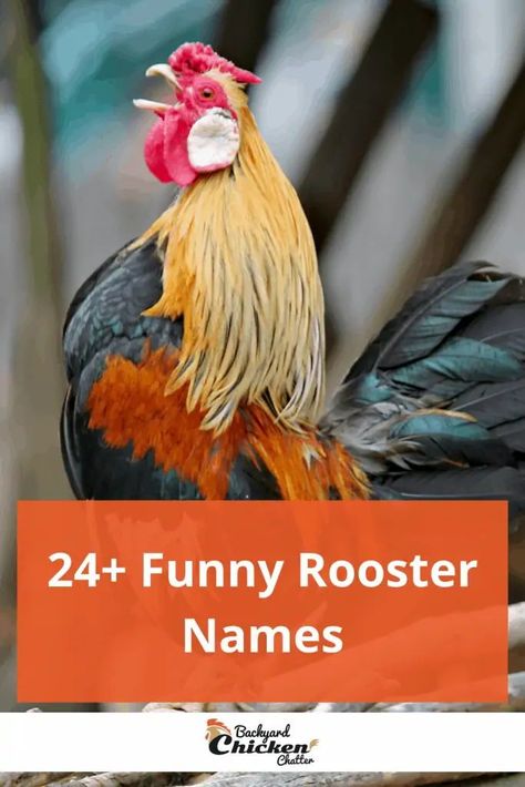 Whether you name your rooster after a famous character, you give it a funny chicken name like Kung Pao, or you simply name him after a famous person, you’ll be sure to smile whenever you say his name. Read full post! Rooster Names Funny, Chicken Names Funny, Java Chicken, Largest Chicken Breed, Chicken Breeds For Eggs, Rooster Names, Rooster Funny, Polish Chicken, Silly Names