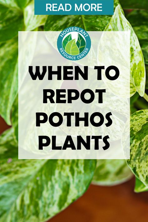 Repot Pothos Plant, Pothos Repotting, Pothos Ideas Decor, How To Repot House Plants, When To Repot House Plants, Repotting Pothos Plant, Pothos Decor Ideas, How To Repot Pothos Plant, Pathos Plant Care