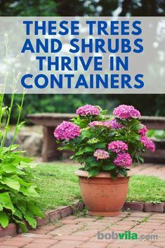 Container Gardening Flowers, Garden Containers, Shade Trees, Diy Garden Projects, Container Flowers, Landscaping Plants, Trees And Shrubs, Lawn And Garden, Porch Ideas