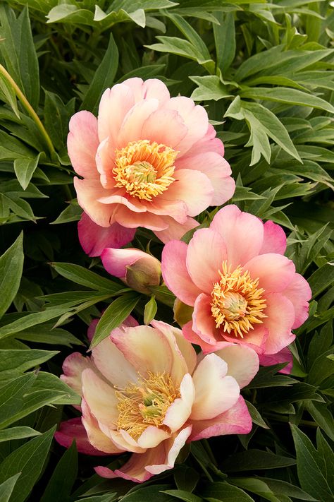 Itoh Peony, Itoh Peonies, Julia Rose, Flower Factory, Wildlife Garden, Plant Catalogs, Magic Garden, Fine Gardening, Floral Photography