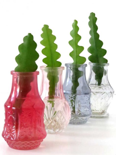 Cactus Propagation, Mint Plant Care, Fishbone Cactus, Succulent Propagation, Plants Grown In Water, Christmas Cactus Care, Cactus House Plants, Holiday Cactus, Orchid Cactus