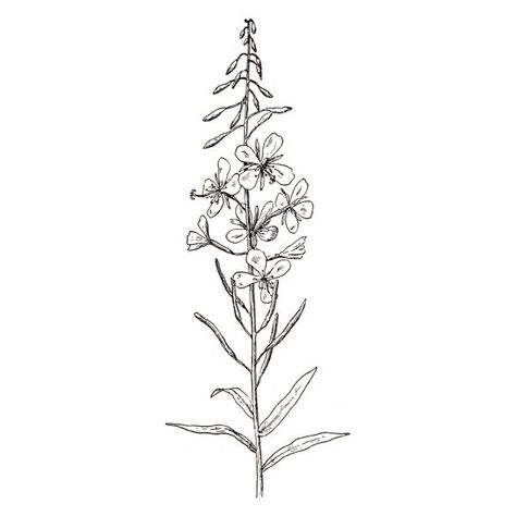 Fireweed Drawing, Fireweed Tattoo, Moutain Tattoos, Beginner Tattoos, Bestie Tattoo, Chest Piece Tattoos, Red Ink Tattoos, Clipart Free, Spine Tattoo