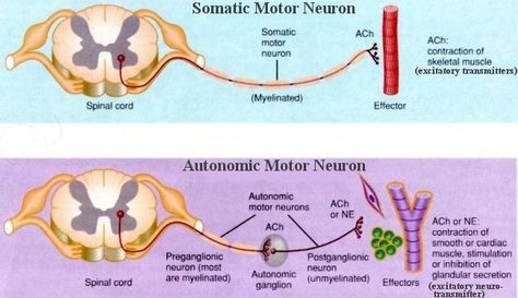 nervous+system | ... parts: the somatic nervous system and the autonomic nervous system Somatic Nervous System, The Peripheral, Mcat Study, Neurological System, Peripheral Nervous System, Medicine Notes, Motor Neuron, Autonomic Nervous System, Nursing Tips