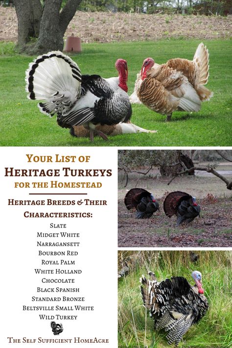 Your List of Heritage Turkey Breeds For the Homestead Turkey Coop Ideas, Turkey Enclosure Ideas, Turkey Pen Ideas, Turkey House Coop, Turkey Coop Ideas Buildings, Turkey House, Turkey Raising, Heritage Turkeys, Turkey Coop