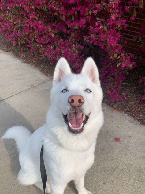 Dogs And Puppies Husky, Happy Husky, White Husky With Blue Eyes, Husky White, Albino Husky, White Husky Aesthetic, All White Husky, Husky Aesthetic, White Husky Puppy