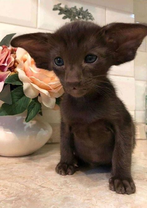 Dobby Cat, Shorthair Cat, Image Chat, Cute Kittens, Cute Creatures, Pretty Cats, Beautiful Cats, Baby Cats, Cute Funny Animals