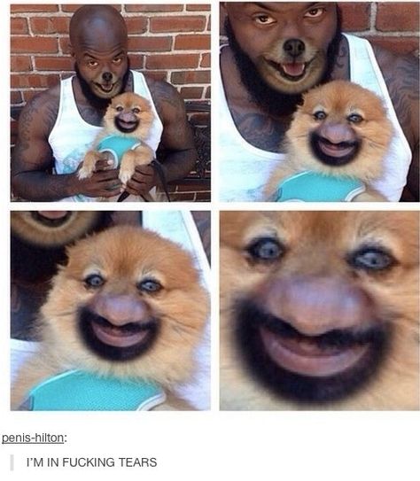 The Werewolf and His Smug-Ass Little Sidekick | The 16 Most WTF Animal Face Swaps Funny Face Swap, Face Swaps, 웃긴 사진, Funny Animal Memes, Animal Faces, Really Funny Memes, 귀여운 동물, Animal Memes, Funny Faces