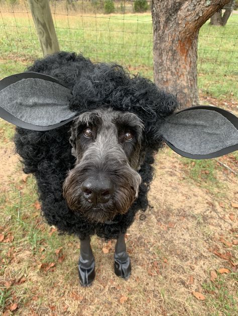 Insta @giantbosleyschnoodle Black Dog Costume, Dog Halloween Costumes Goldendoodle, Labradoodle Halloween Costumes, Dog Halloween Costumes For Black Dogs, Sheep Costume For Dog, Lord Of The Rings Dog Costume, Diy Sheep Costume, Ren Faire Dog Costume, Sheep Costumes