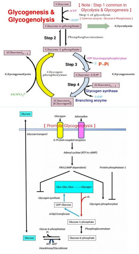 Glycogenesis & Glycogenolysis ... 【 Note: 1st step in Glycogenolysis is production of Glucose-1-Phosphate 】 Glycogenesis Pathway, Glycogenolysis Pathway, Biochemistry Notes, Human Physiology, Nerdy Humor, Nursing School Motivation, Nurse Study Notes, Pharmacy School, Biomedical Science