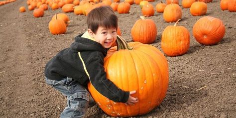 Because it wouldn’t be fall without pumpkin picking. Halloween Pumpkin Patch, Best Pumpkin Patches, Food Film, Pumpkin Ice Cream, Hunting Game, Fun Fall Activities, Pumpkin Patches, Pumpkin Farm, Pumpkin Picking