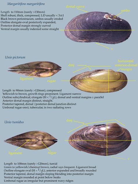 Freshwater Mussels 2 of 2 Freshwater Mussels, Water Is Life, Mussel Shell, Gold Money, Cowrie Shells, British Wildlife, Animal Book, Magical Things, Gallon Of Water