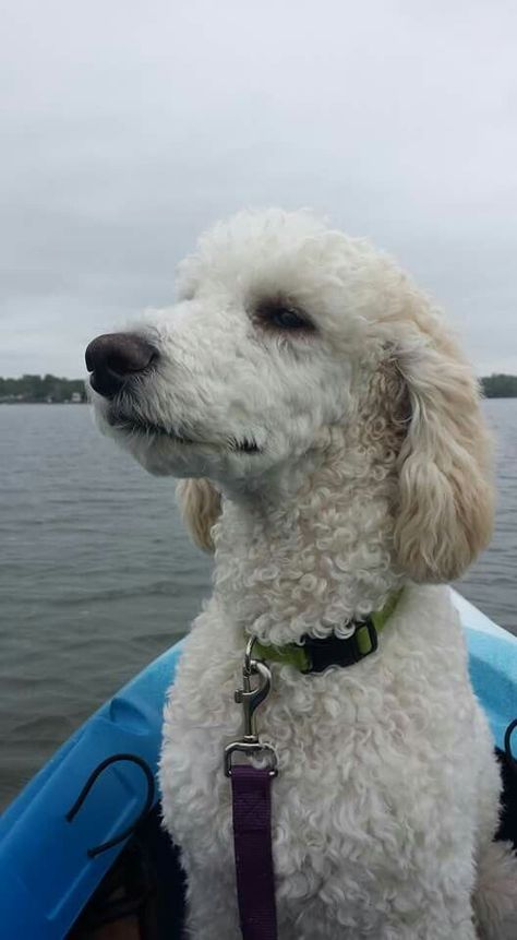 Poodle summer cut Standard Poodle Haircut Styles Short, Poodle Summer Cut, Doodle Hairstyles, Poodle Aesthetic, Doodle Haircuts, Standard Poodle Haircuts, Poodle Haircut Styles, Hiking Dog, Dogs Aesthetic