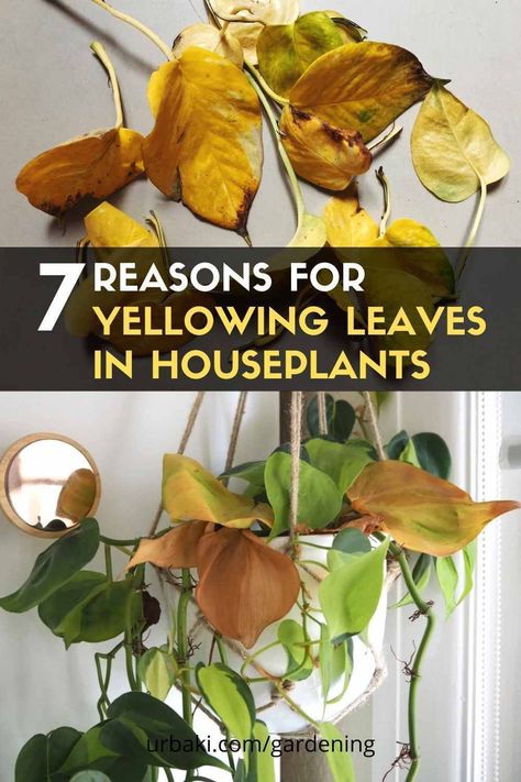 Yellow Leafs On Plant, Yellow Plant Leaves, Yellowing Leaves On Plants, Plant Leaves Problems, Yellow Leaves On Plants, Plant Knowledge, Leaves Meaning, Plant Leaves Turning Yellow, Plant Jungle