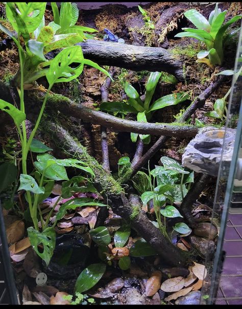 Lizard Terrarium Ideas, Leachie Gecko Enclosure, Gargoyle Gecko Terrarium, Crested Gecko Enclosure Ideas, Beetle Enclosure, Beetle Terrarium, Ikea Fabrikor, Leachie Gecko, Plant Cabinet