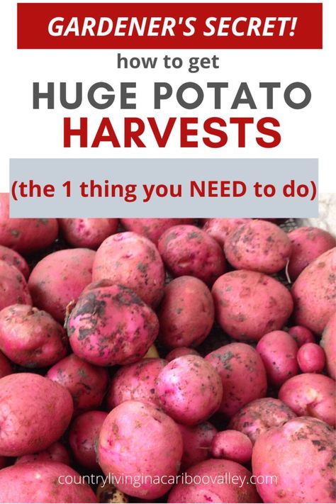 Tips and hacks to growing big potatoes and lots of potatoes! Grow potatoes in the ground or in containers; here is how to get 3 pounds of potatoes from one potato planted! #potatoes #gardening #gardeninghacks #growpotatoes Grow Potatoes From Potatoes, How To Plant Potatoes, Plant Potatoes, One Potato, Container Potatoes, Grow Potatoes, Canning 101, How To Store Potatoes, Planting Potatoes