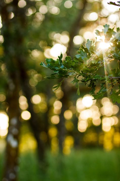 Natural Background Blur, Flax Background Hd, Tree Cb Background Hd, Hd Photo Editing, Tree Baground Hd, Blur Image Background Tree, Blurred Nature Background, Cb Background Hd, Background Portrait Photography