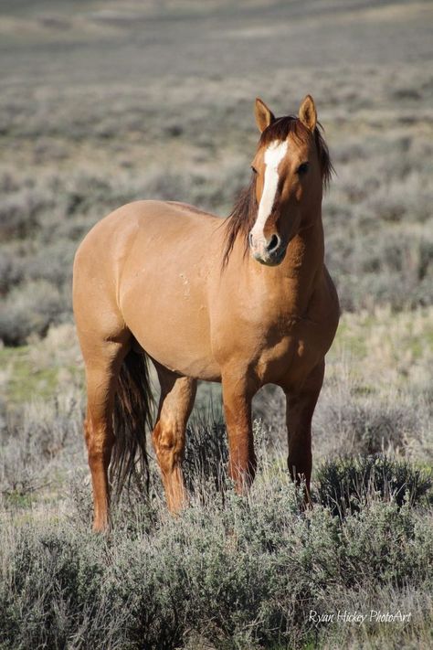 Blue Roan, Light Brown, Mustang, Horses, Animals