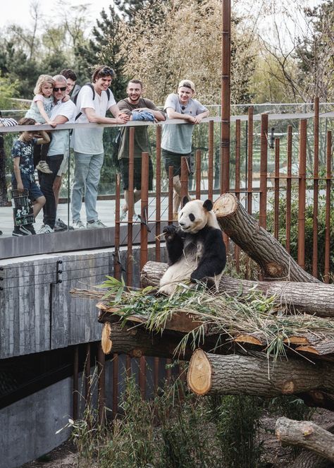 Panda House Observation Center,© Rasmus Hjortshoj Bear Enclosure, Minecraft Panda, Female Panda, Helena Hunting, Big Panda, Zoo Architecture, Zoo Photos, Zoo Ideas, Minecraft House Ideas