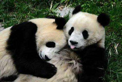 Love Panda Photos, Baby Pandas, Funny Panda, Panda Face, Panda Panda, Panda Bears, Animal Antics, Most Beautiful Animals, Panda Love